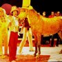 1981 Antenna 3  Mr Yellow ne Lo Squizzofrenico