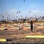 Miami Beach 1962 - Gerry alle prese con i gabbiani