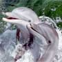 Miami Beach 1962 - I delfini del Seaquarium